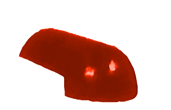 nok ug classic safari palm red.png